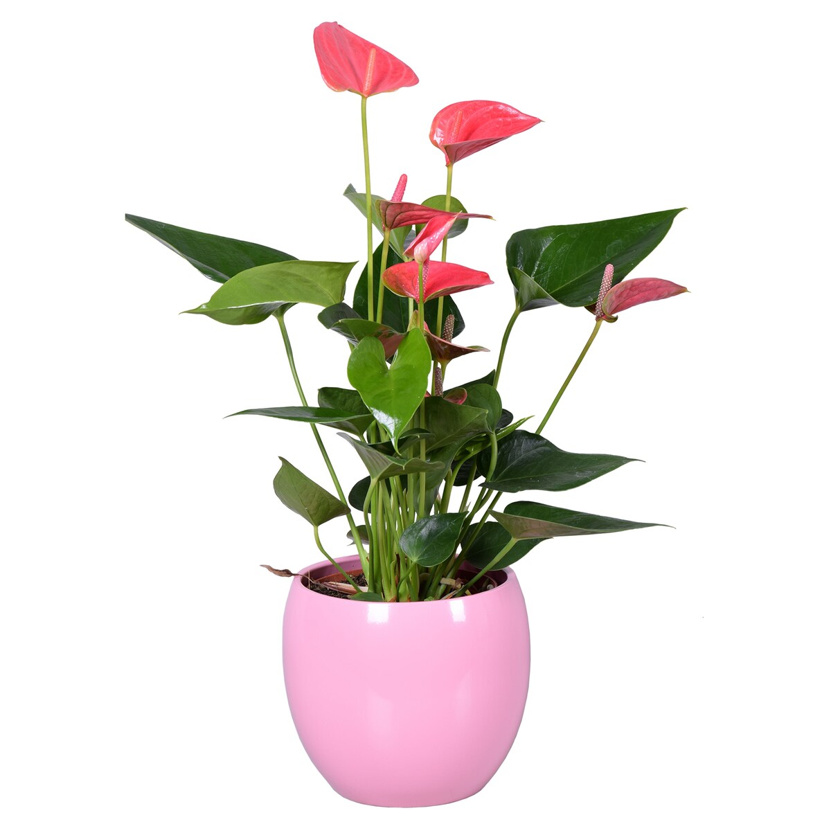 Anthurium–różowa ceramiczna doniczka kula Ø13 cm|Wysokość ok. 40 cm