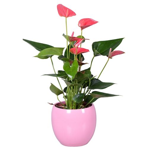 Anthurium–różowa ceramiczna doniczka kula Ø13 cm|Wysokość ok. 40 cm