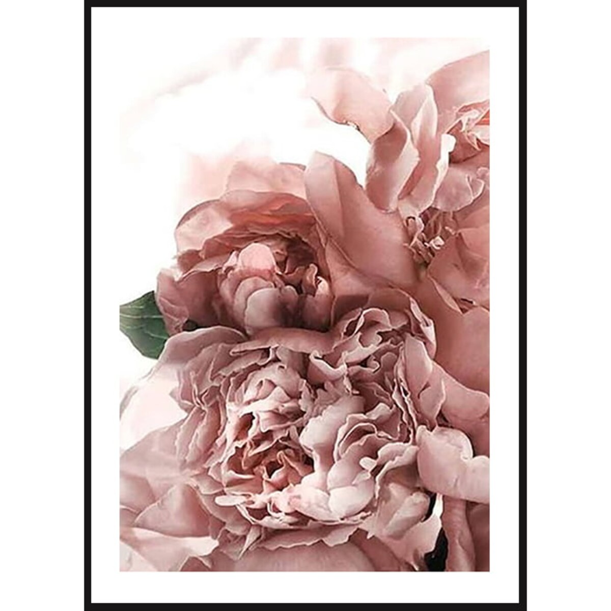 Poster Story, Plakat, Obraz - Różowe Piwonie w Rozkwicie, wymiary 30 x 42 cm