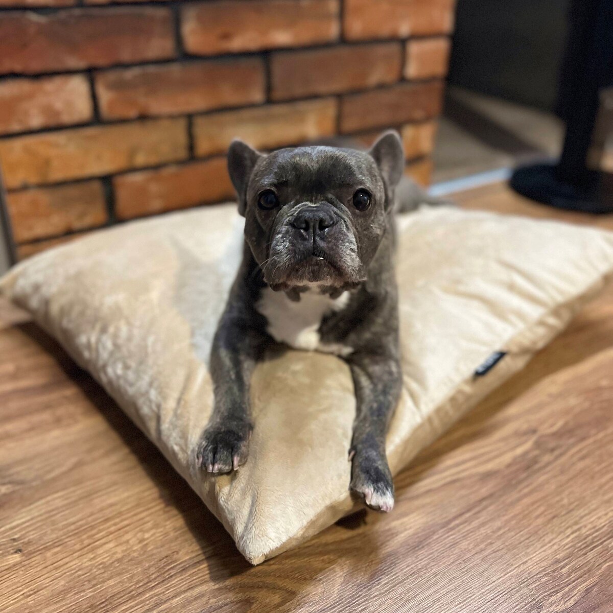 Miękka poduszka dla psa MALIBU, 60x50 cm, Beż