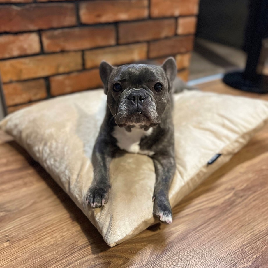 Miękka poduszka dla psa MALIBU, 60x50 cm, Beż