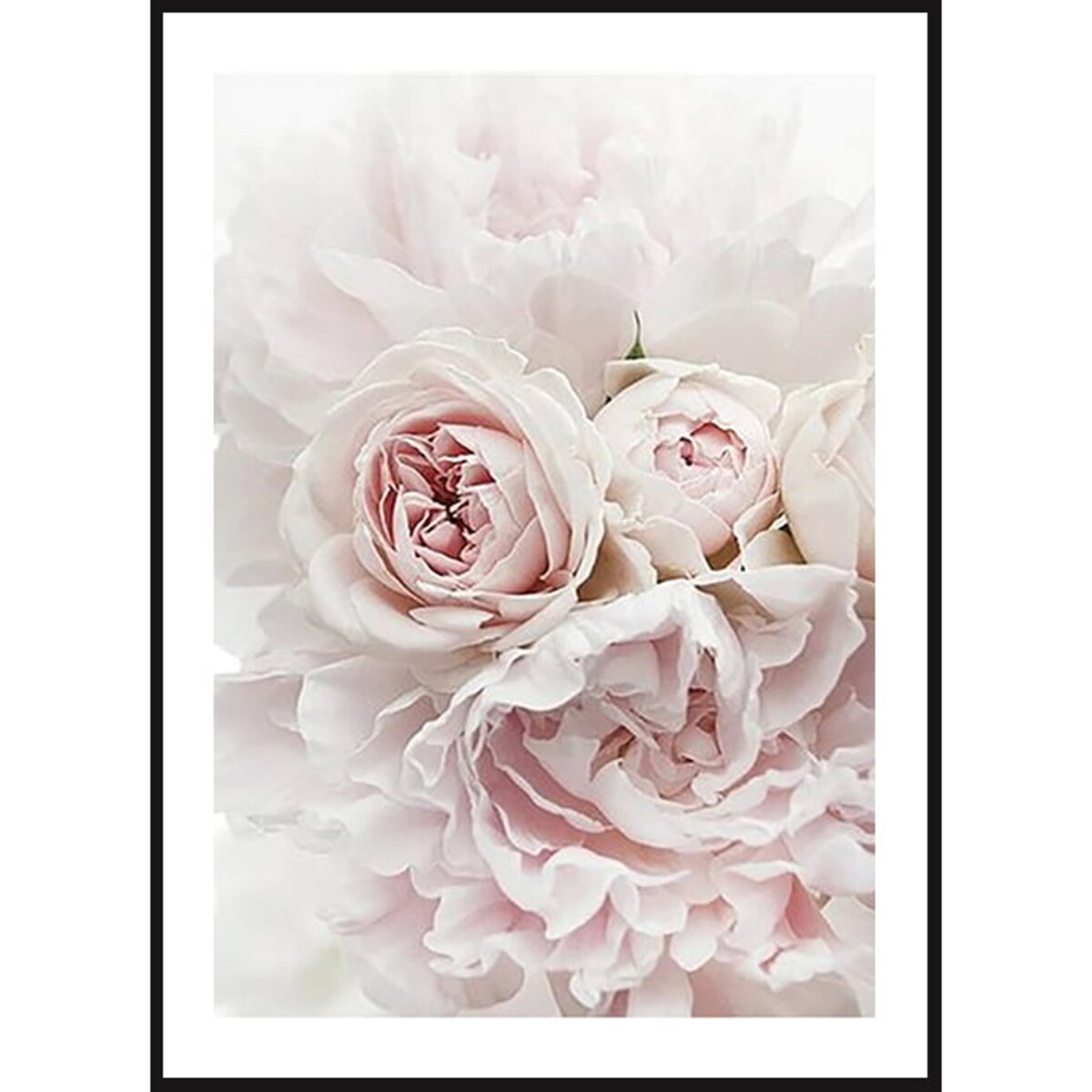 Poster Story, Plakat, Obraz - Kwitnące Róże, wymiary 50 x 70 cm