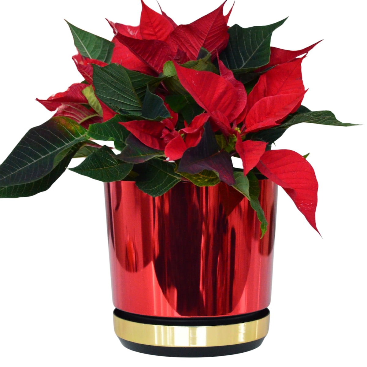 14 cm Doniczka z podstawką Czerwona + Złoty błyszczący wysoki połysk świąteczna do POINSECJI Gwiazdy Betlejemskiej dekoracja do stroików z drenażem wzór DUO/083/011