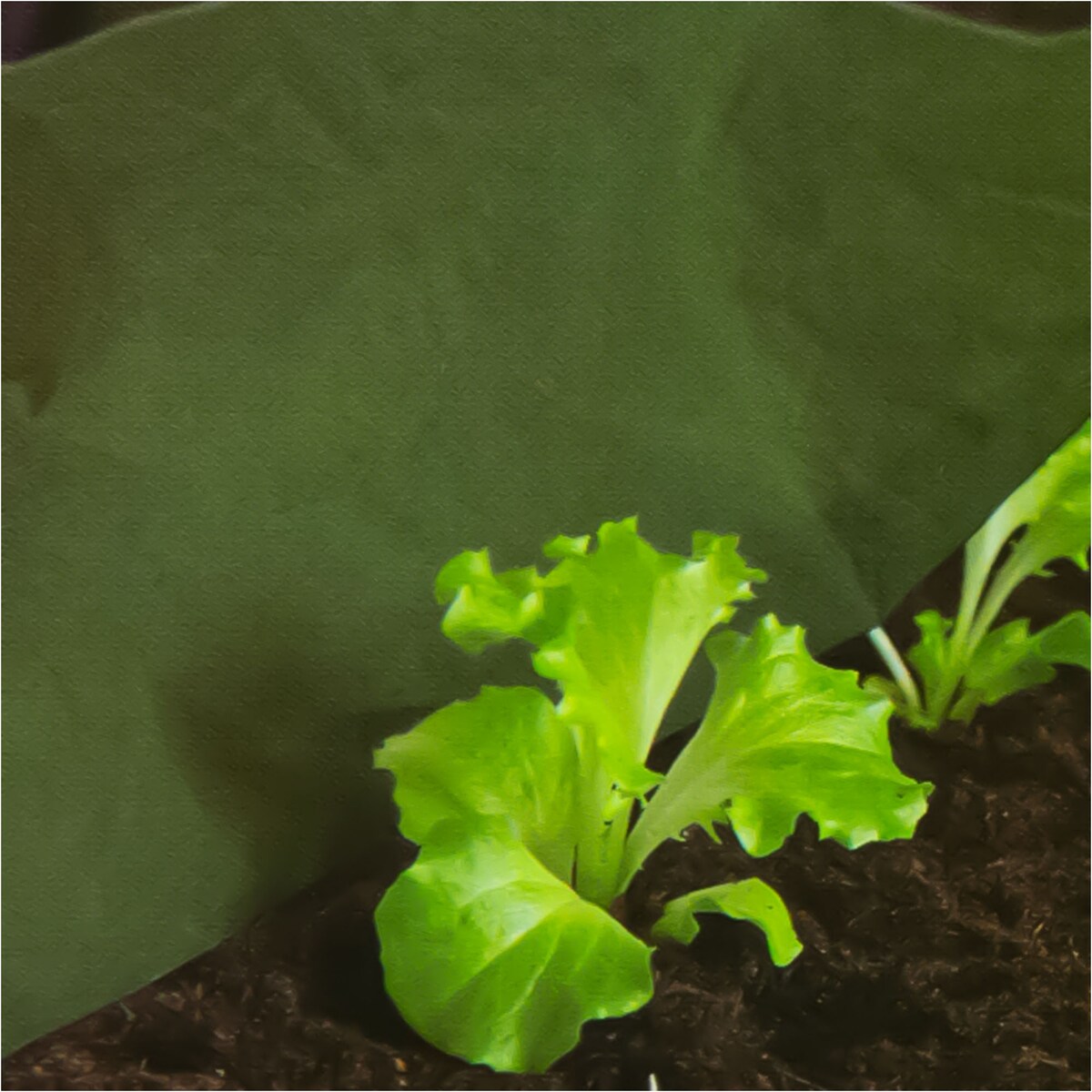 Agrowłóknina Agrotkanina 1X10 M Na Rośliny + Szpilki Kotwy 12,5 Cm