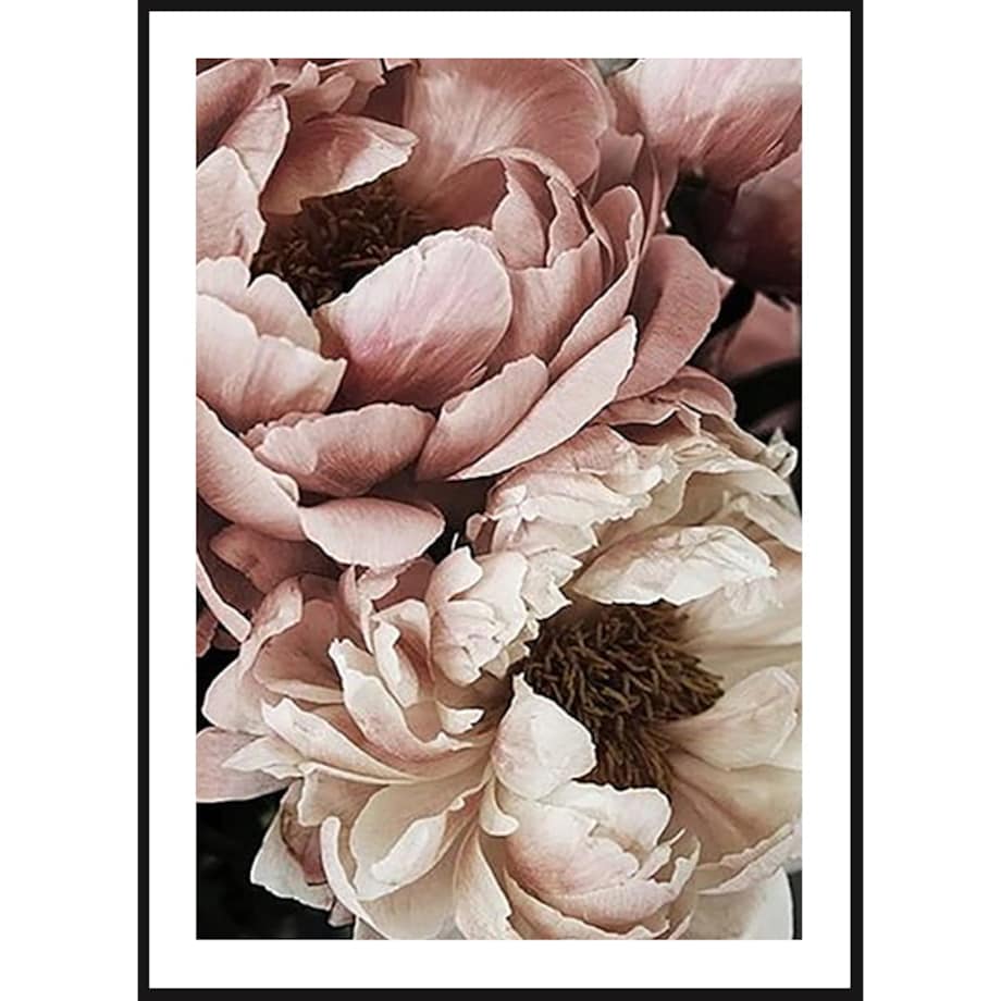 Poster Story, Plakat, Obraz - Piwonie Białe i Pudrowe w Rozkwicie No1, wymiary 42 x 60 cm