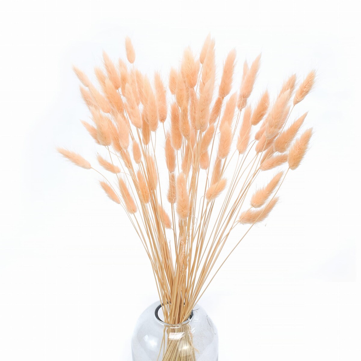 Lagurus Suszony Brzoskwiniowy