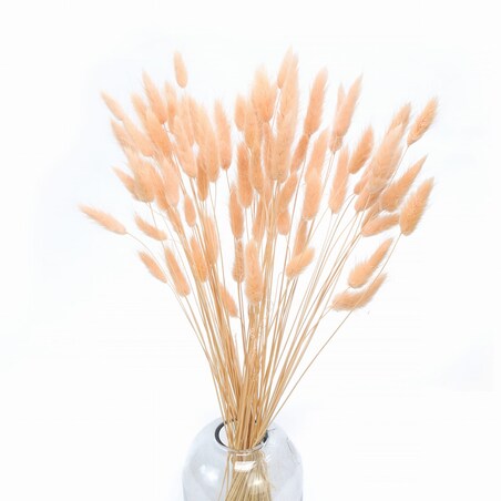 Lagurus Suszony Brzoskwiniowy