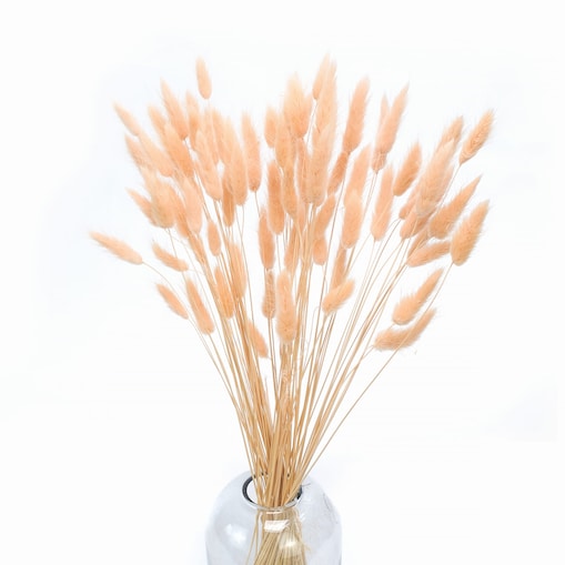 Lagurus Suszony Brzoskwiniowy