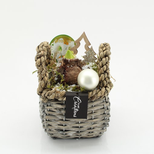 Kompozycja AMARYLLIS w koszyku | Doniczka Ø14cm | Wysokość ok. 25 cm