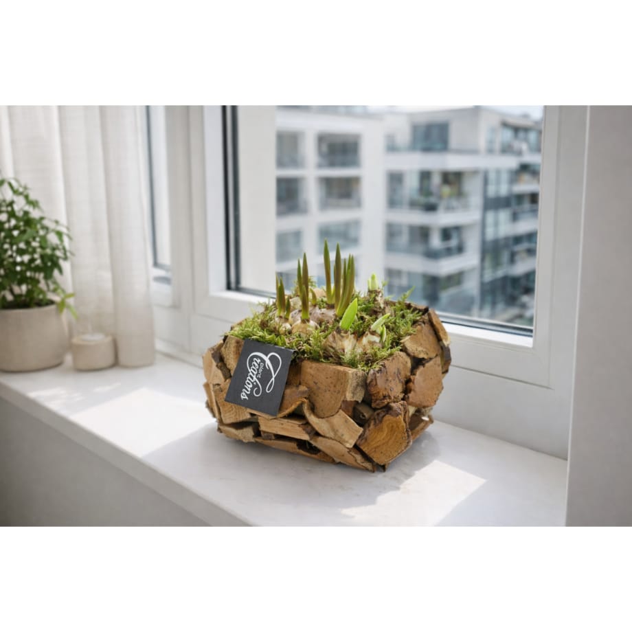 Kompozycja cebulowa doniczka 20cm wysokość 15-40cm - Narcyzy&Muscari