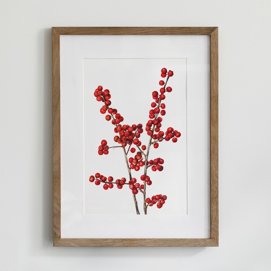 Plakat Ostrokrzew Okółkowy 21x30cm