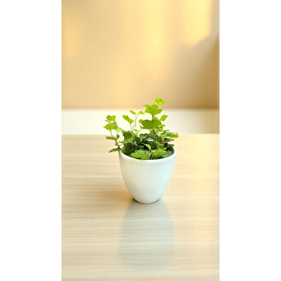 Bluszcz (Hedera) w ceramicznej doniczce – Ø 10 cm – wysokość 33 cm