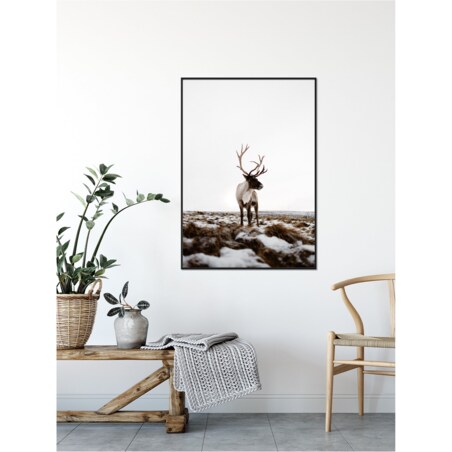 Poster Story, Plakat, Obraz - Renifer w Otoczeniu Śniegu, wymiary 42 x 60 cm