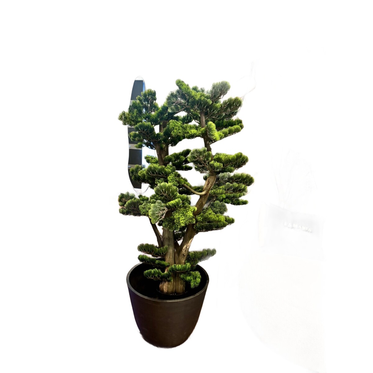 Bonsai na naturalnym pniu 120cm