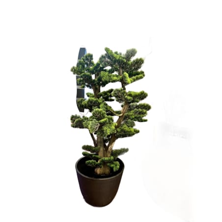 Bonsai na naturalnym pniu 120cm