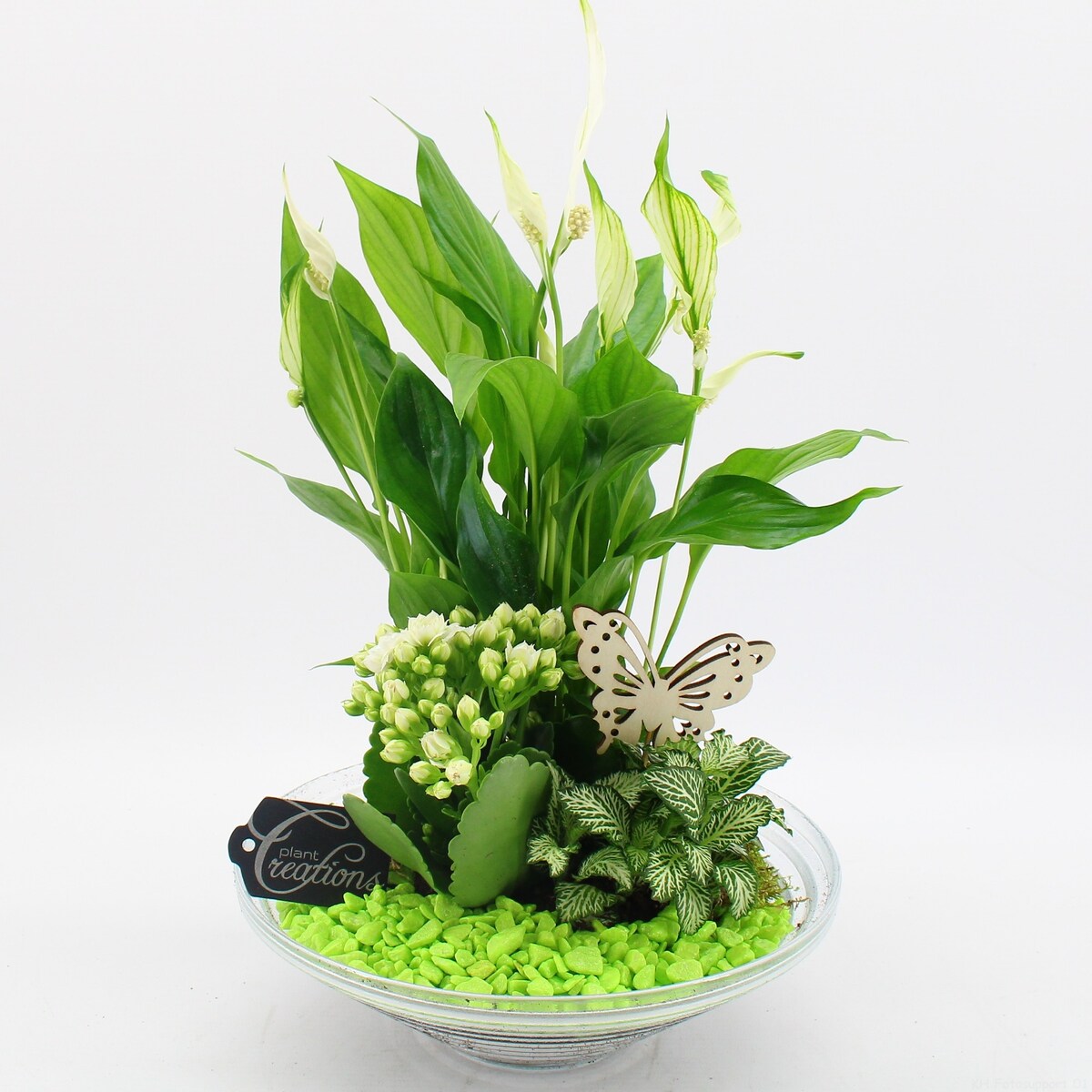 Kompozycja-Spathiphyllum, Kalanchoe, Fittonia doniczka Ø 25cm wysokość 30cm