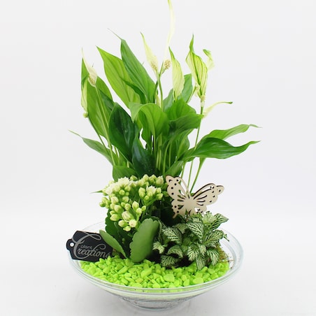 Kompozycja-Spathiphyllum, Kalanchoe, Fittonia doniczka Ø 25cm wysokość 30cm