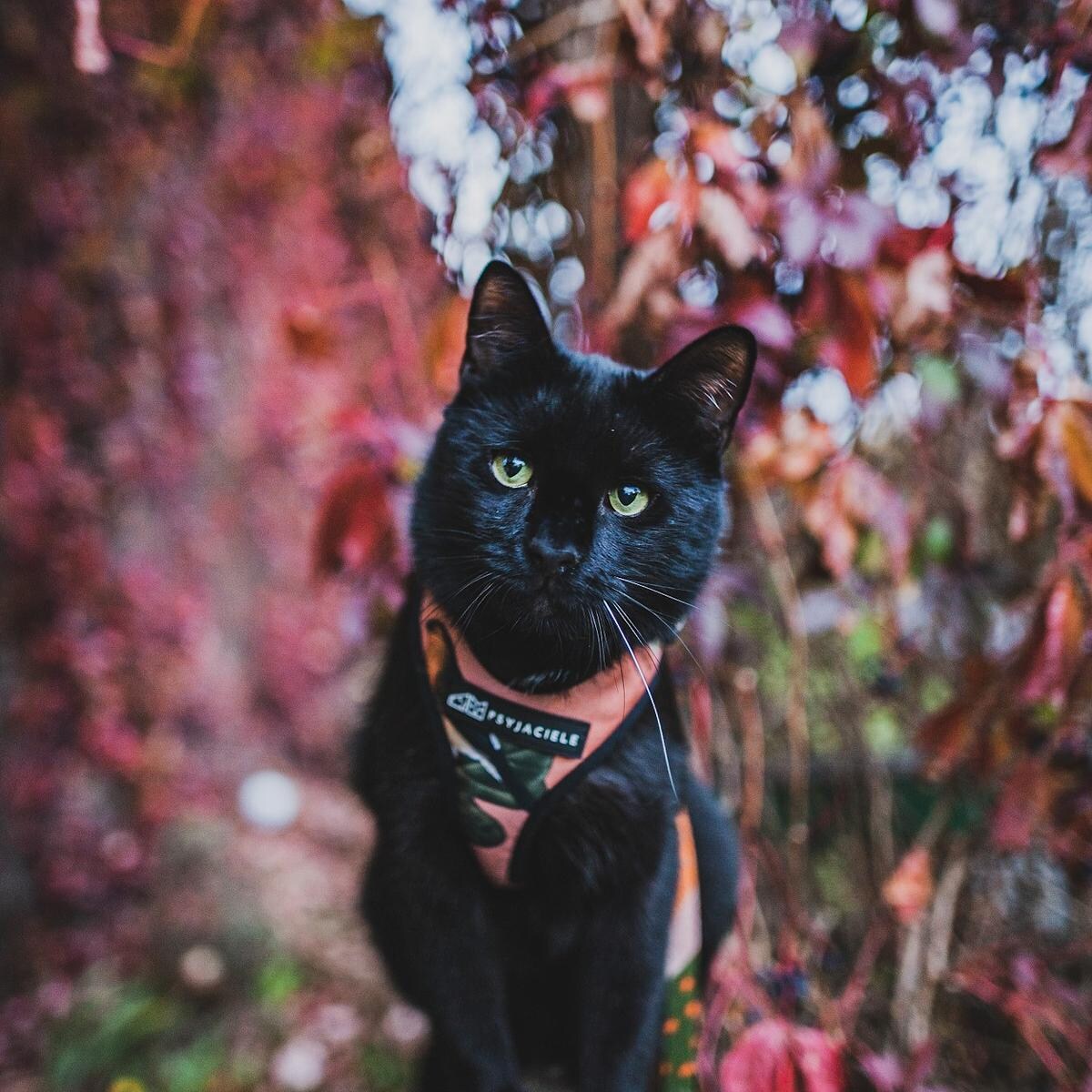 Szelki bezuciskowe dla psa lub kota "Wie wiórka co dobre"