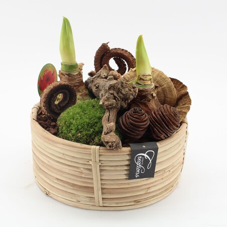Kompozycja AMARYLLIS w koszyku | Doniczka Ø27 cm | Wysokość ok. 30 cm