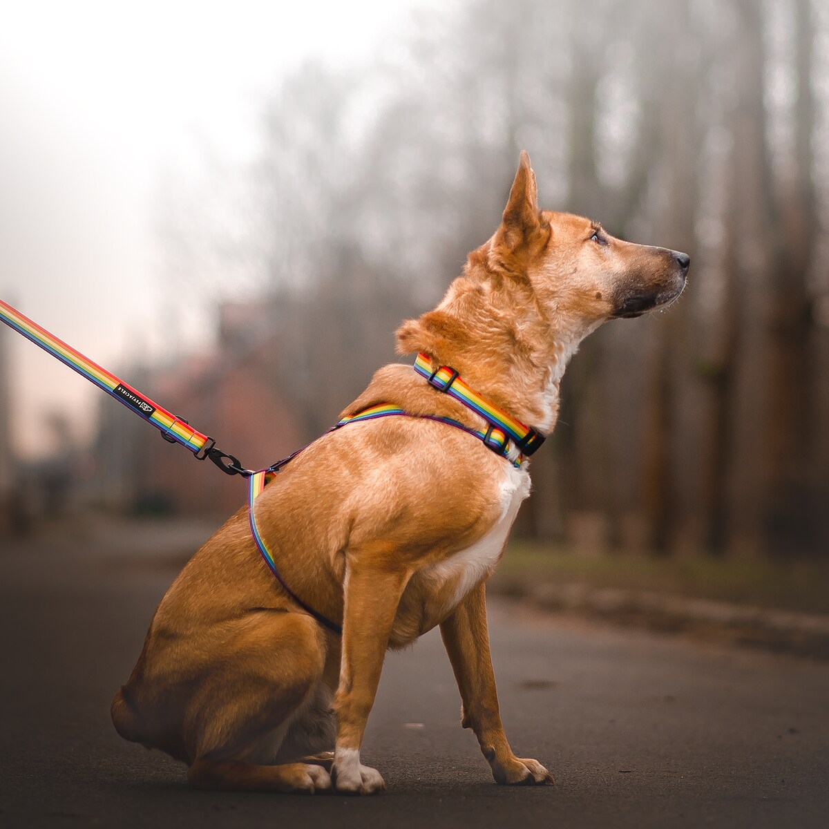 Obroża dla psa lub kota "Miłość, równość, gryzaki" - Szerokość taśmy: 20mm, Rozmiar: XS