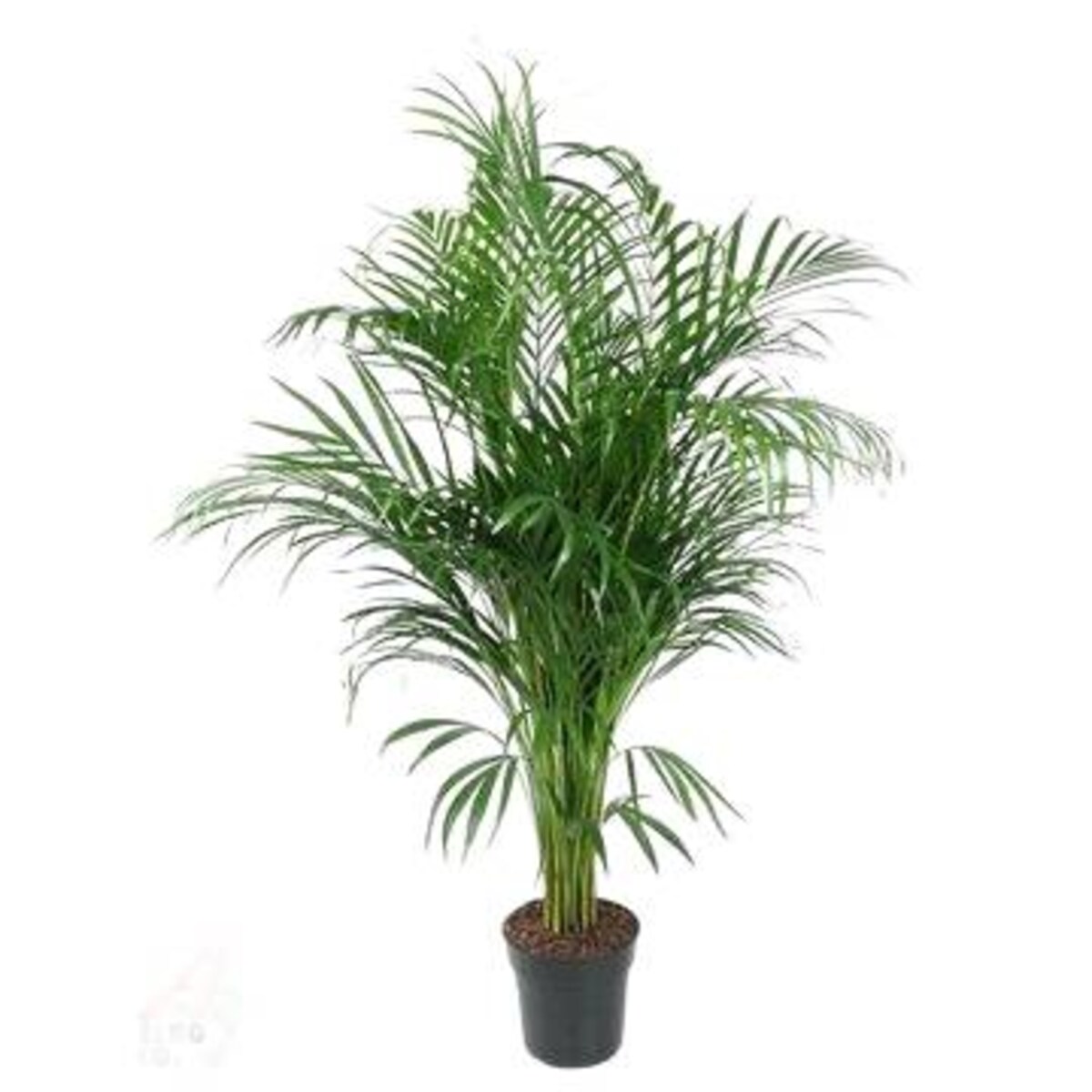 Dypsis Lutescens (Areca) XXL – doniczka Ø 21 cm – wysokość 120 cm