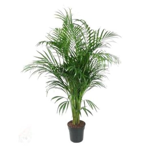 Dypsis Lutescens (Areca) XXL – doniczka Ø 21 cm – wysokość 120 cm