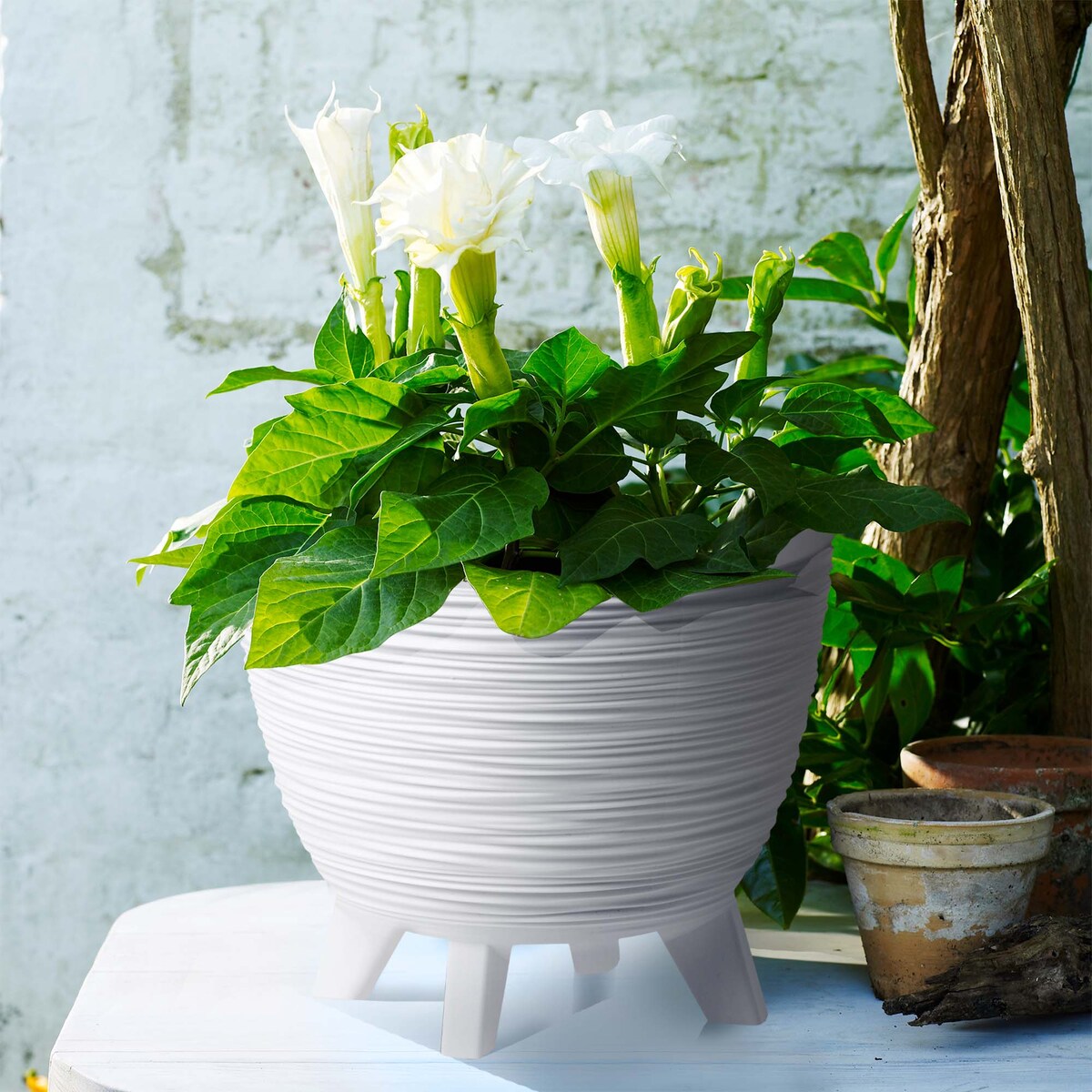 Donica Na Kwiaty 29Cm Na Nóżkach Doniczka Misa Do Domu Ogrodu Wrzosy