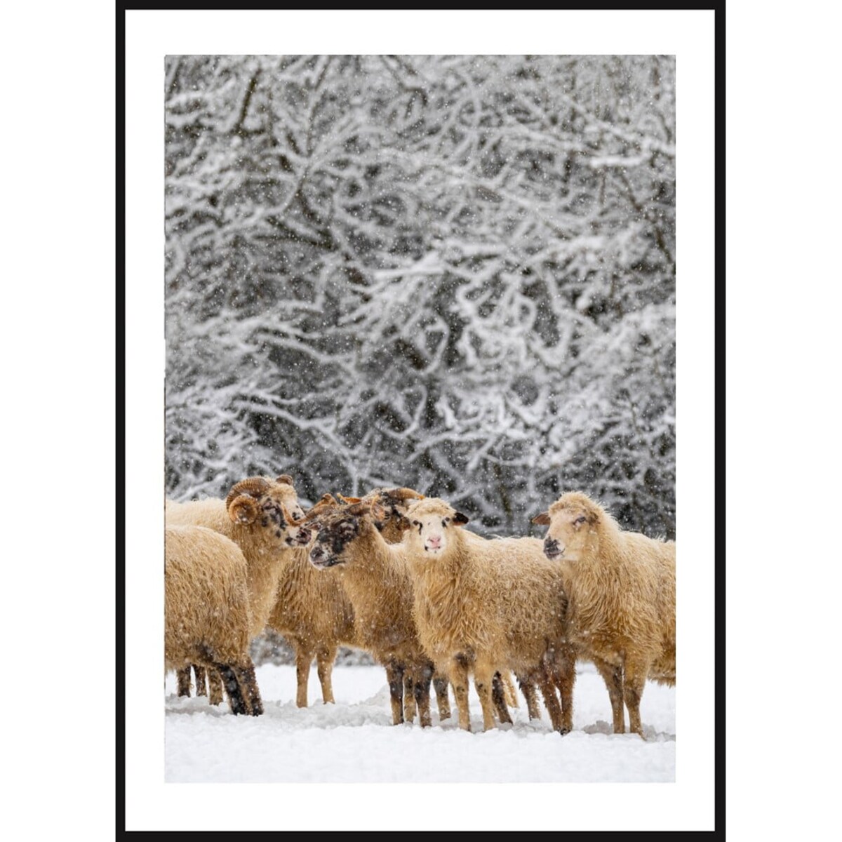 Poster Story, Plakat, Obraz - Owieczki w Płatkach Śniegu, wymiary 30 x 42 cm