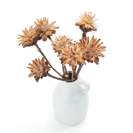 Suszone plumosum naturalne - kwiaty suszone