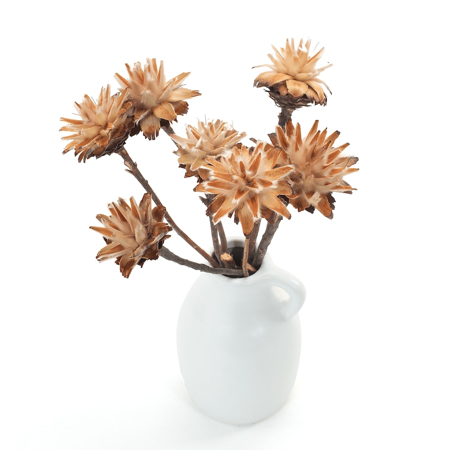 Suszone plumosum naturalne - kwiaty suszone