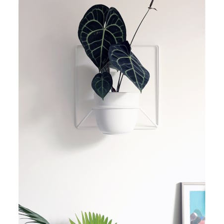 Kwietnik Jeno biały