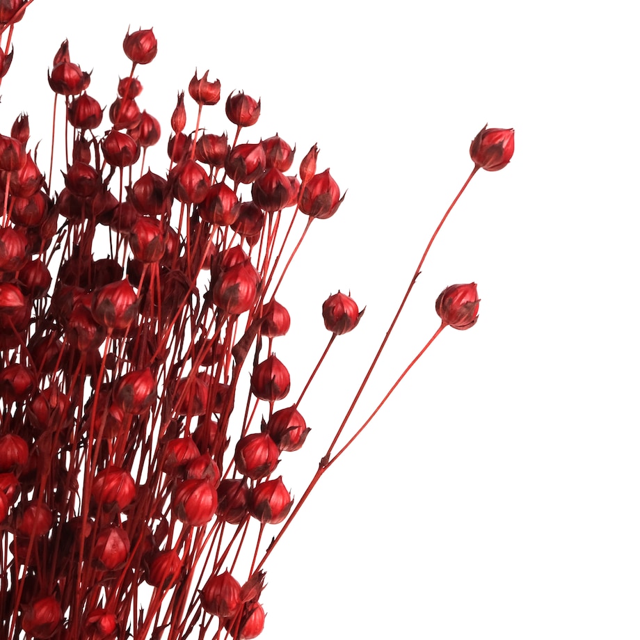 Suszony len czerwony - bukiet