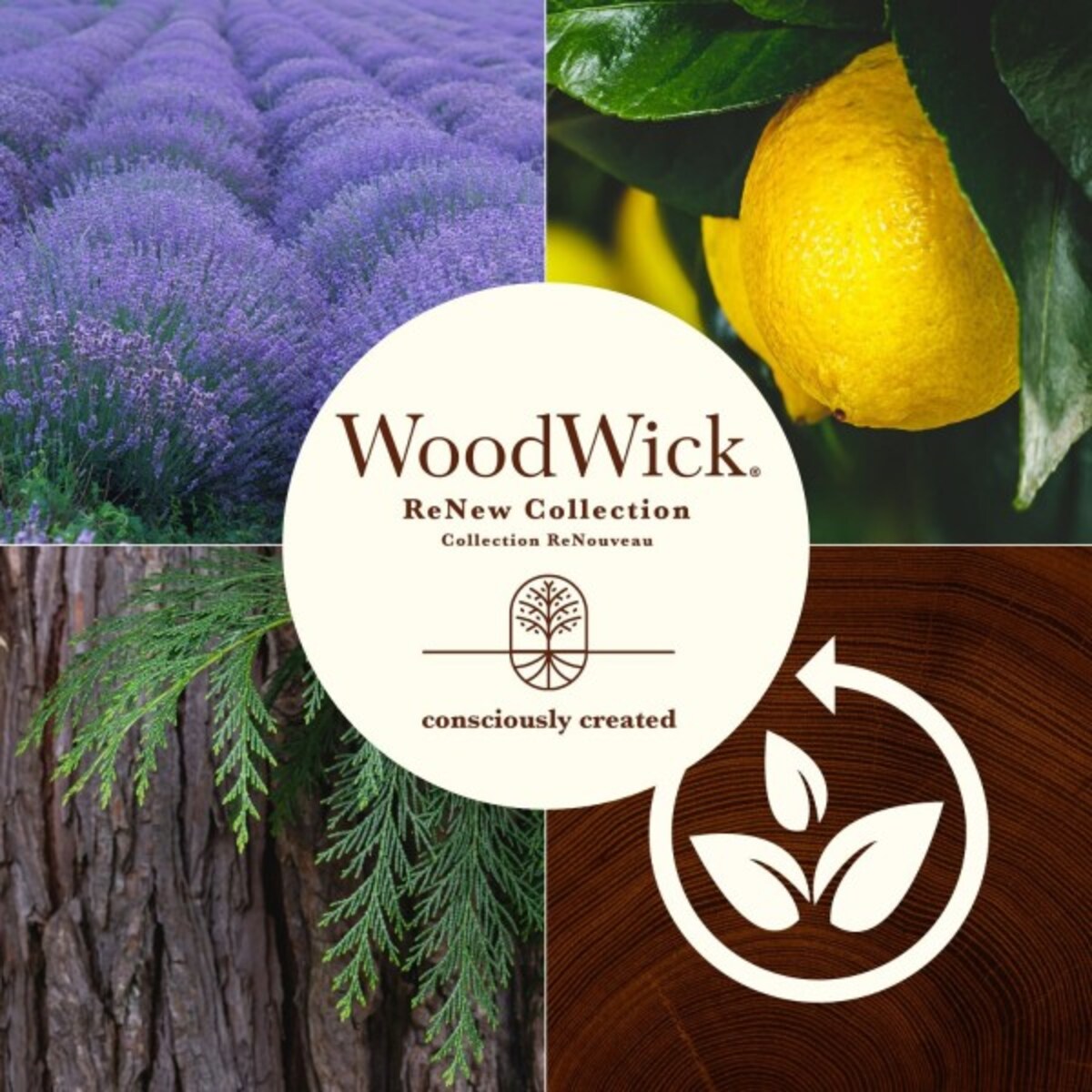 WoodWick świeca średnia LAVENDER & CYPRESS