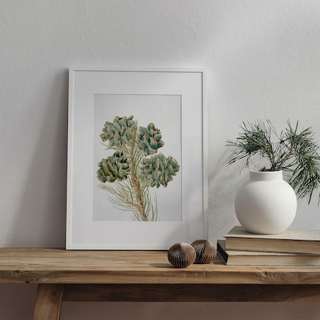 Plakat Gałązka Sosny z Szyszkami 30x40cm