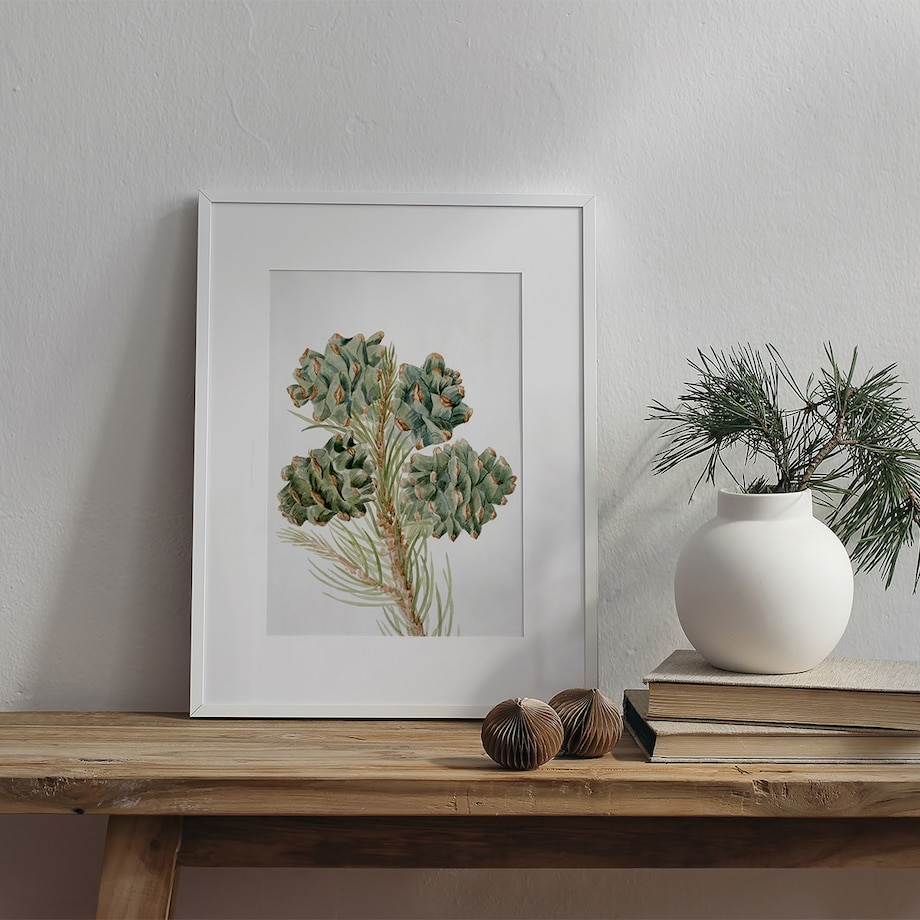 Plakat Gałązka Sosny z Szyszkami 30x40cm