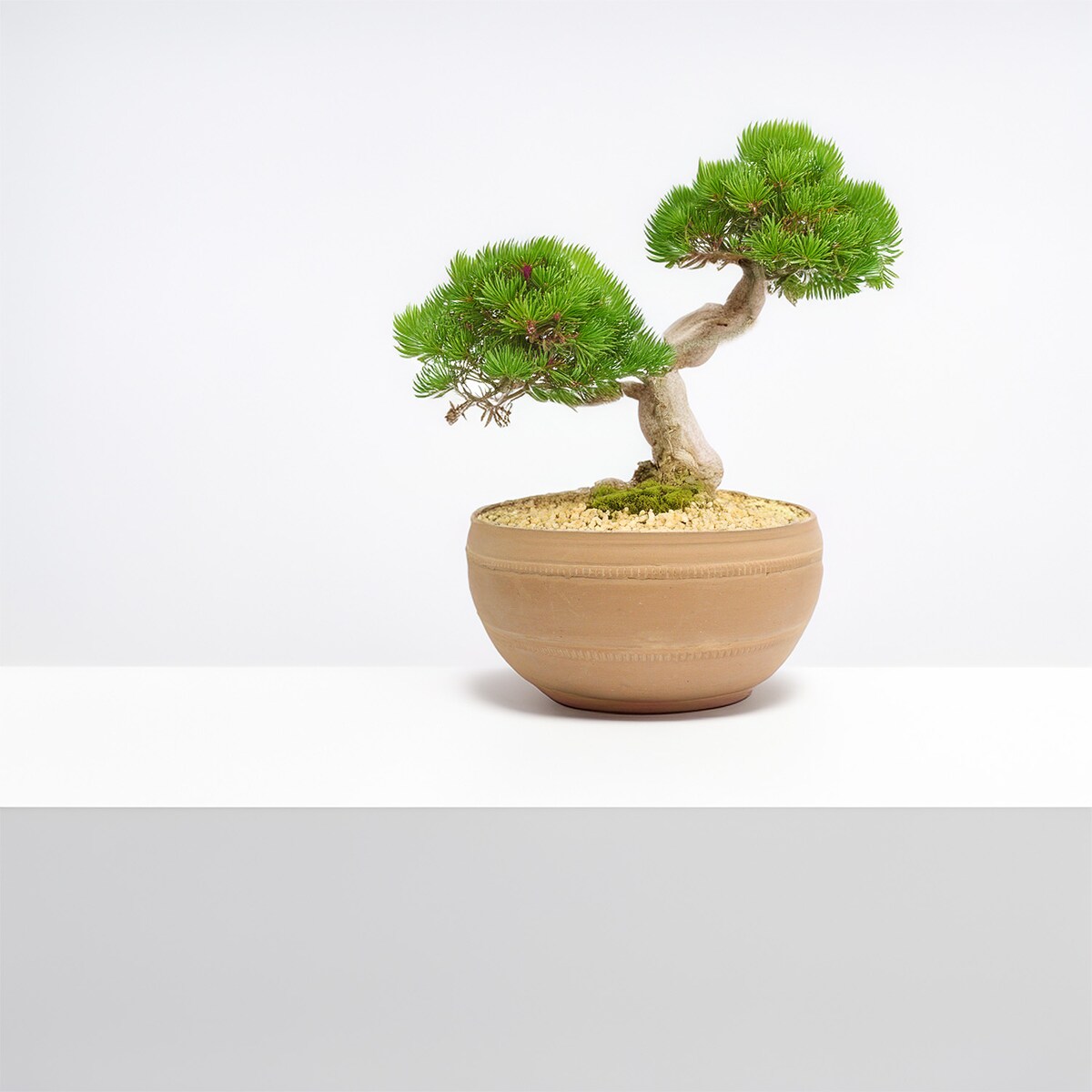 OSŁONKA NA DONICZKĘ 30cm na bonsai płaska duża styl boho gliniana terakota