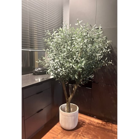 Drzewo oliwka gęsta na naturalnym pniu 170 cm