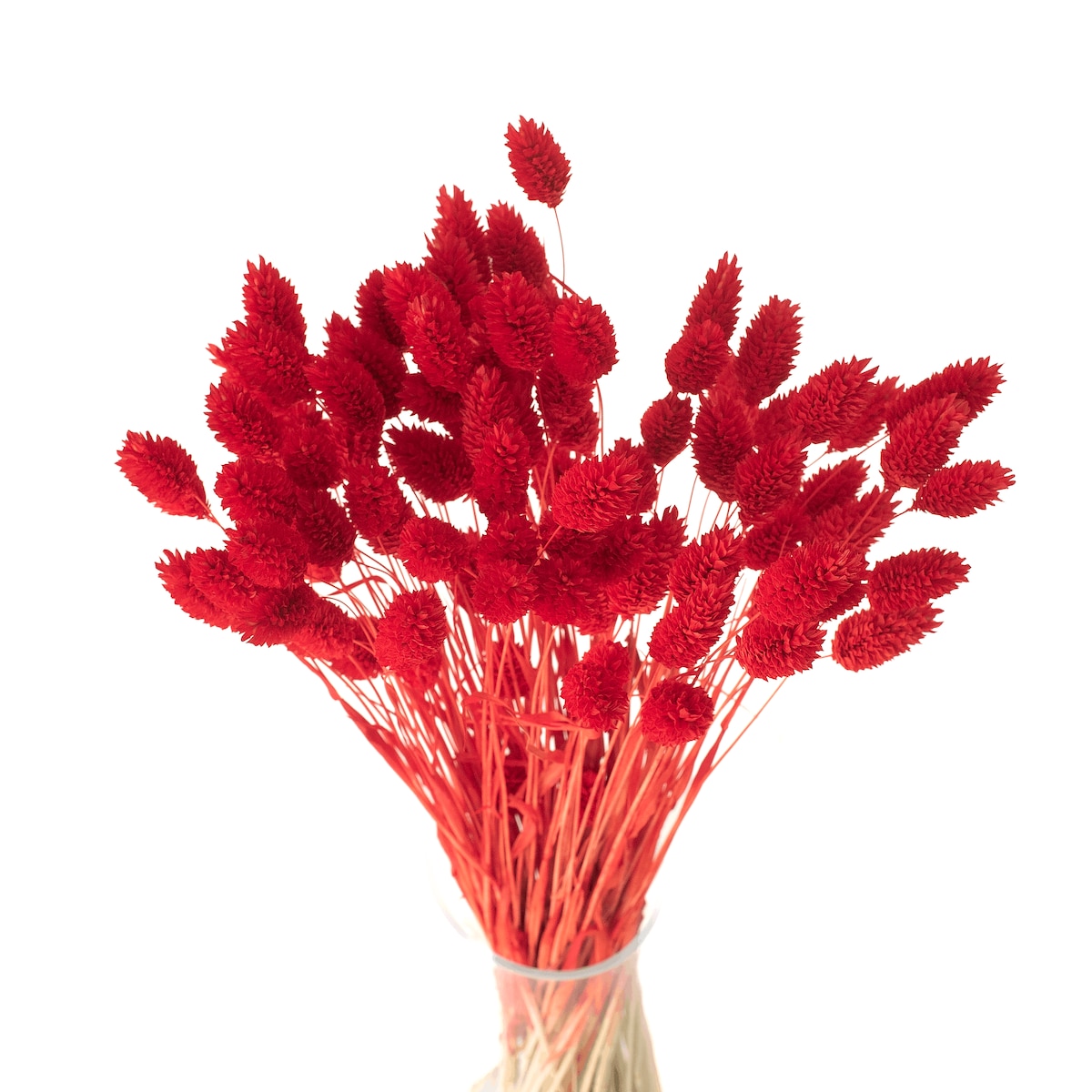 Suszony phalaris czerwony - trawa ozdobna