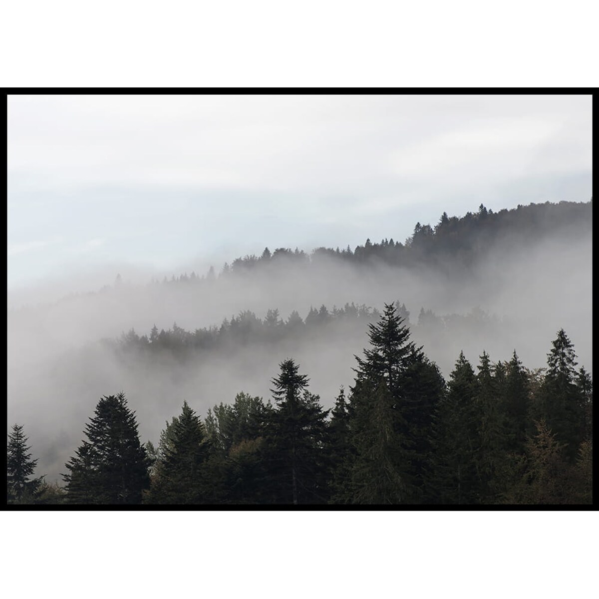 plakat zamglony las 30x40 cm