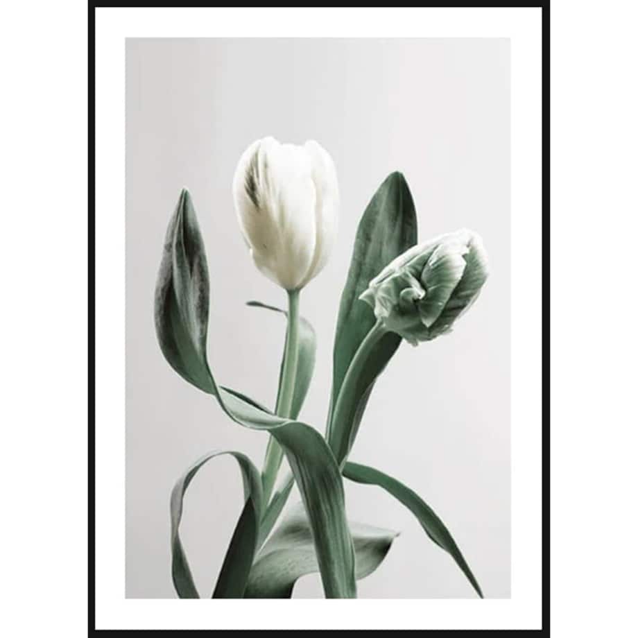 Poster Story, Plakat, Obraz - Biały Tulipan, wymiary 50 x 70 cm