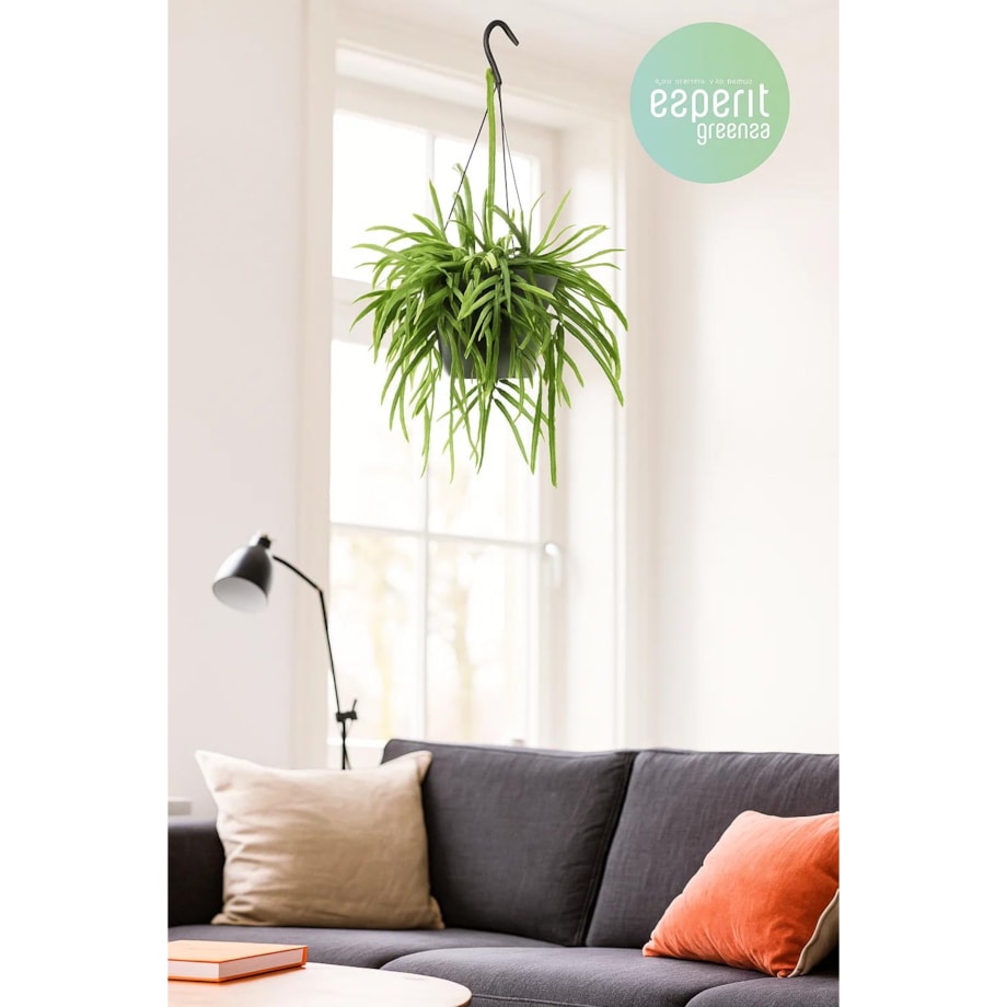 Lepismium bolivianum–roślina wisząca – doniczka Ø 17 cm – wysokość 25 cm