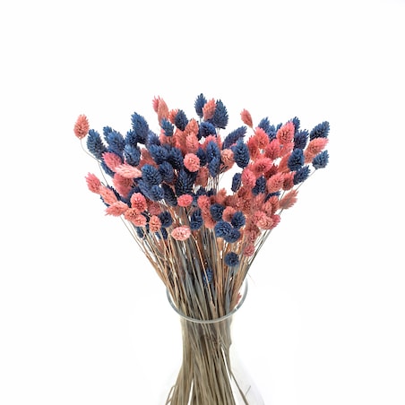 Zestaw duo suszonych traw phalaris niebieski & phalaris jasnoróżowy