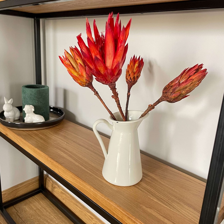 Suszona Protea Naturalna