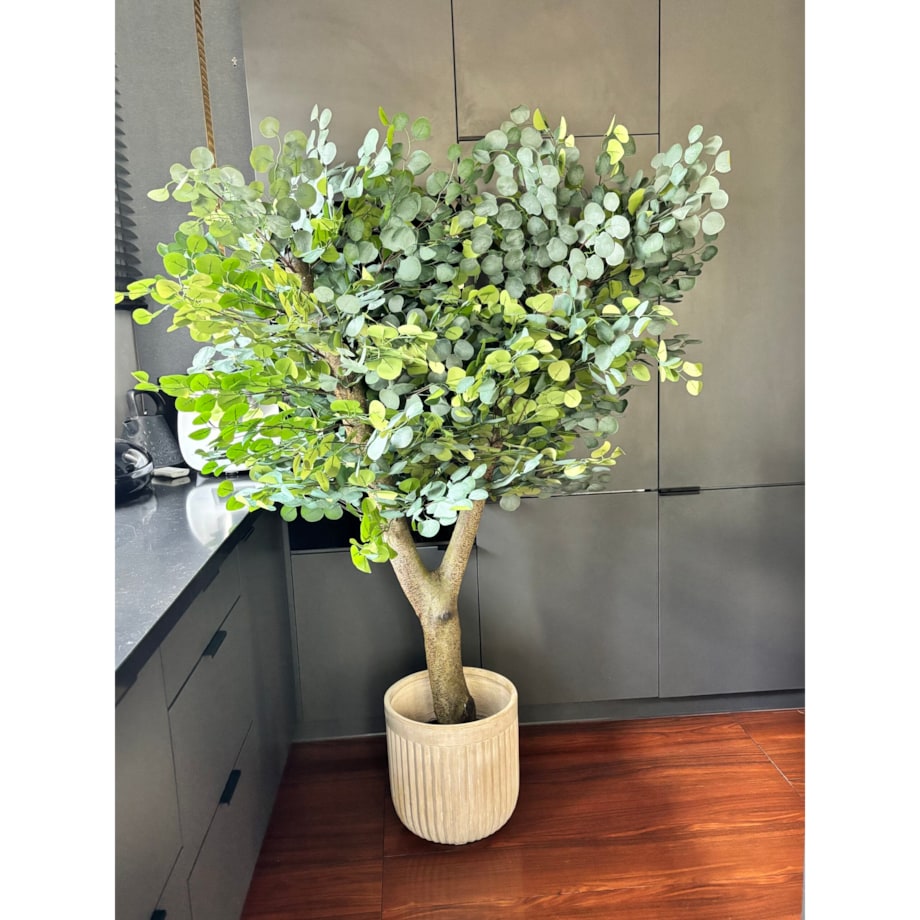 Drzewo eukaliptusa na naturalnym grubym pniu 180 cm