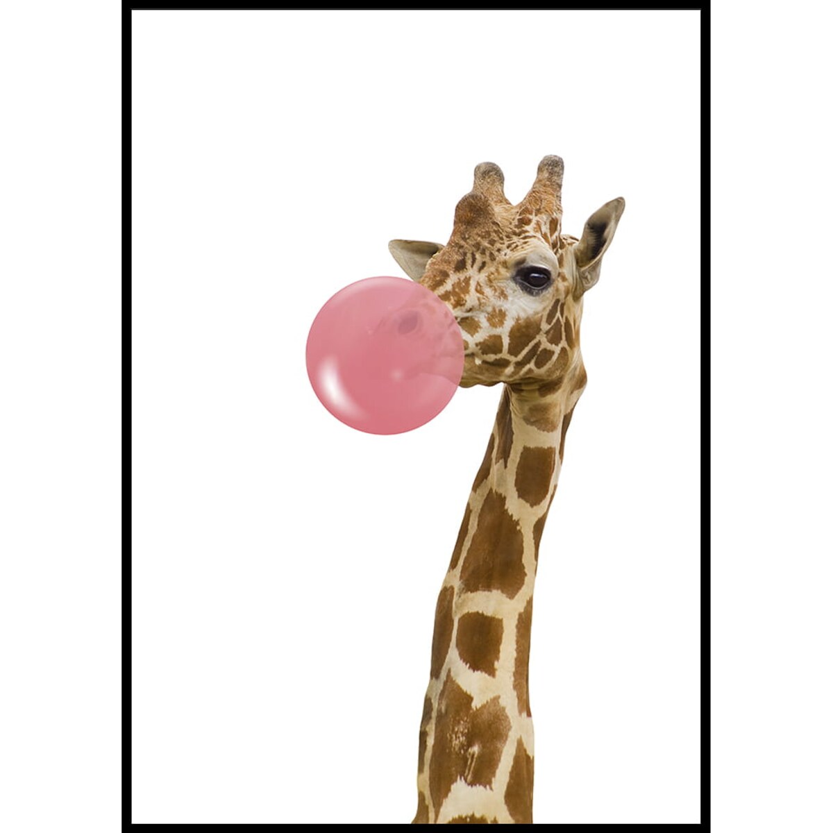 plakat żyrafa z gumą 21x30 cm
