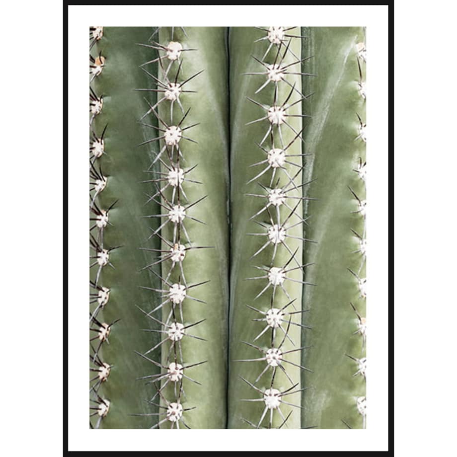 Poster Story, Plakat, Obraz - Kolce Kaktusa, wymiary 42 x 60 cm