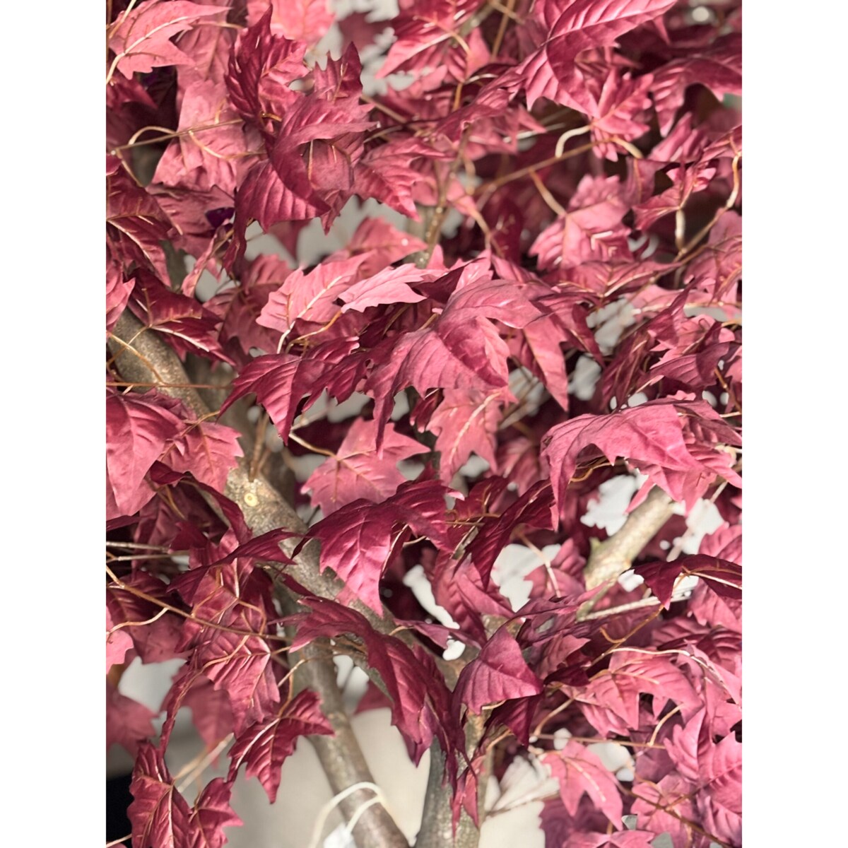 Drzewo klon bordowy na naturalnym pniu 220 cm