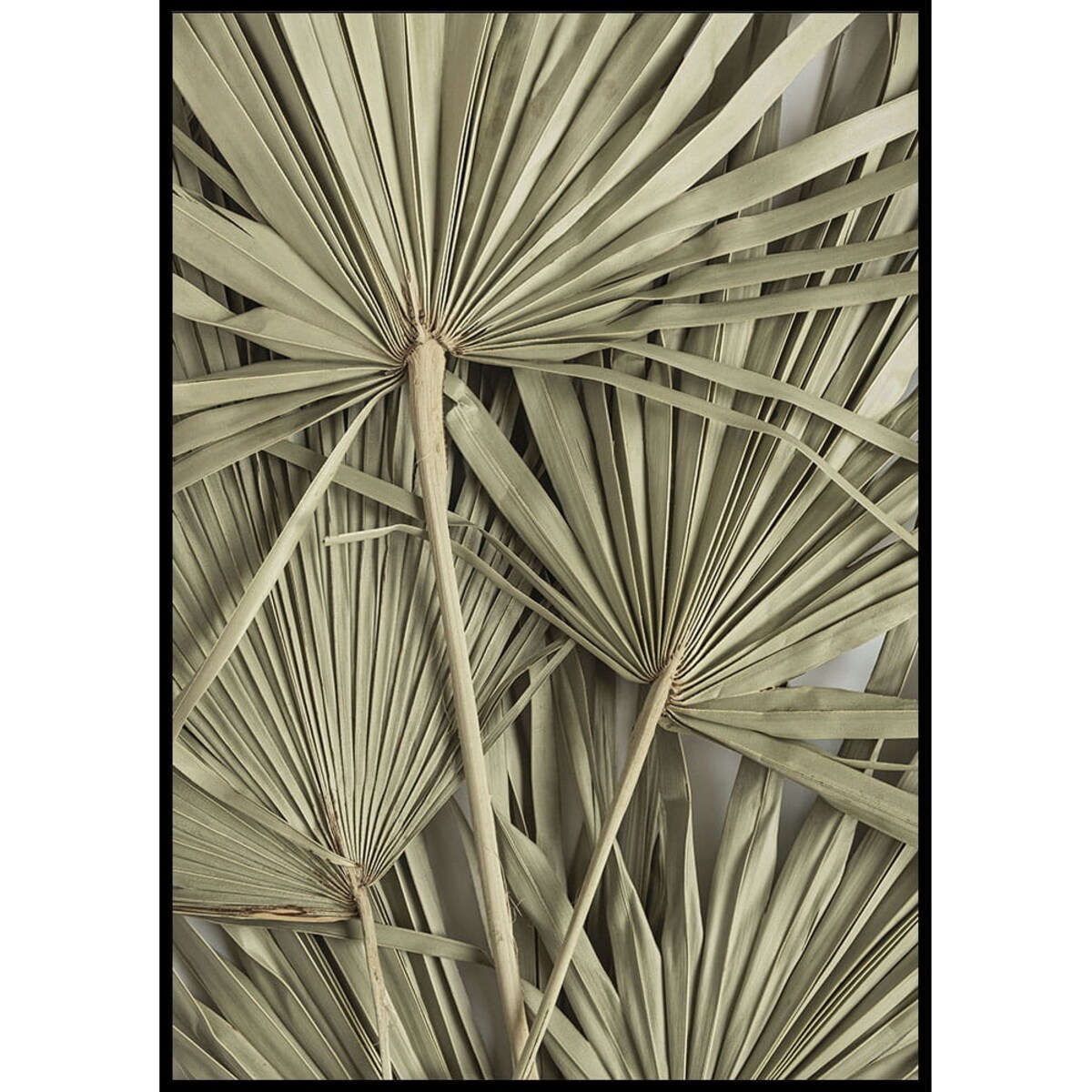 plakat suszone liście palmowe 21x30 cm