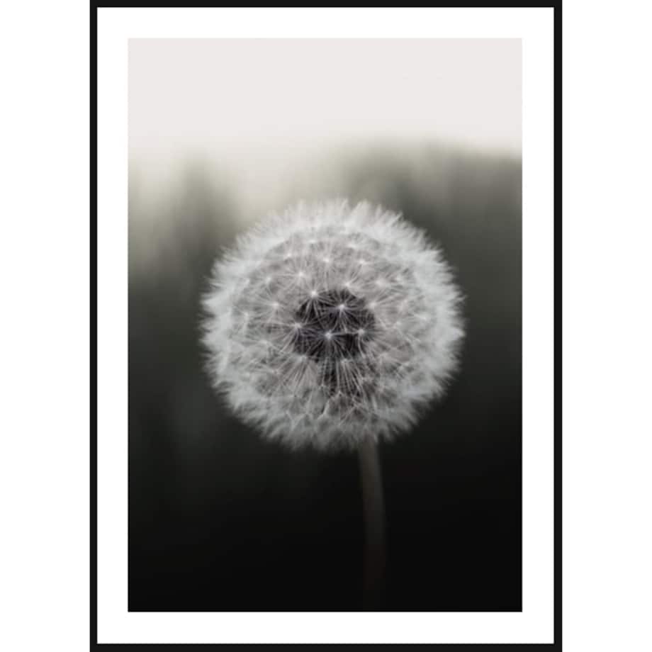 Poster Story, Plakat, Obraz - Dmuchawiec na Czarnym Tle, wymiary 70 x 100 cm