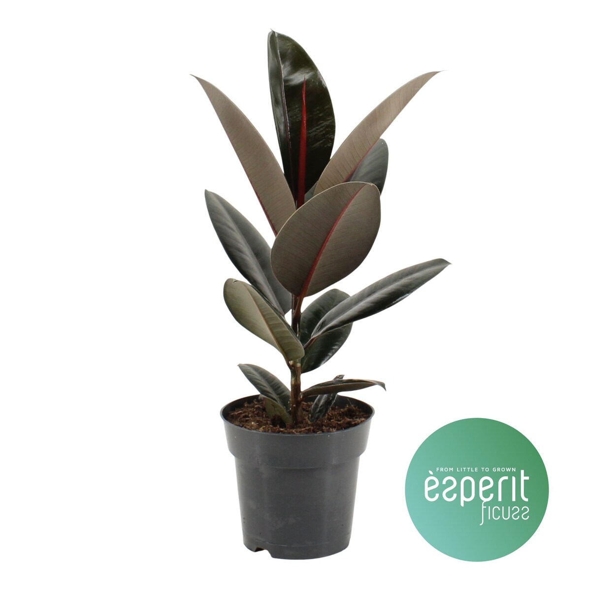 Fikus sprężysty Abidjan– doniczka Ø 17 cm – wysokość 55 cm